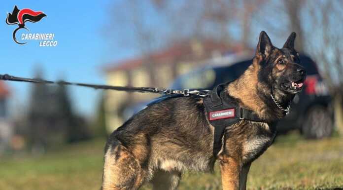 Va in pensione Ocsi, il cane dell’unità cinofila dei Carabinieri di Casatenovo