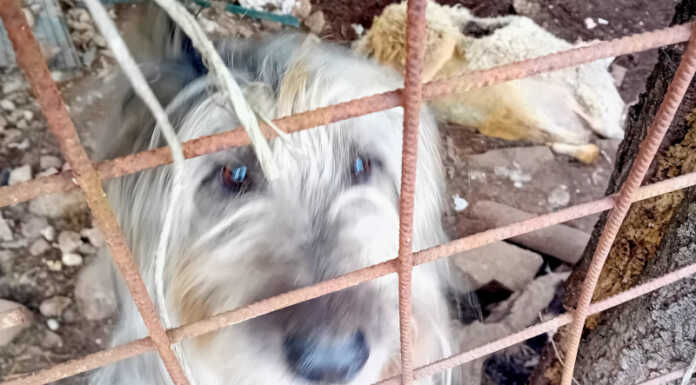 Cani tenuti in pessime condizioni a Nibionno, la Polizia Locale li salva