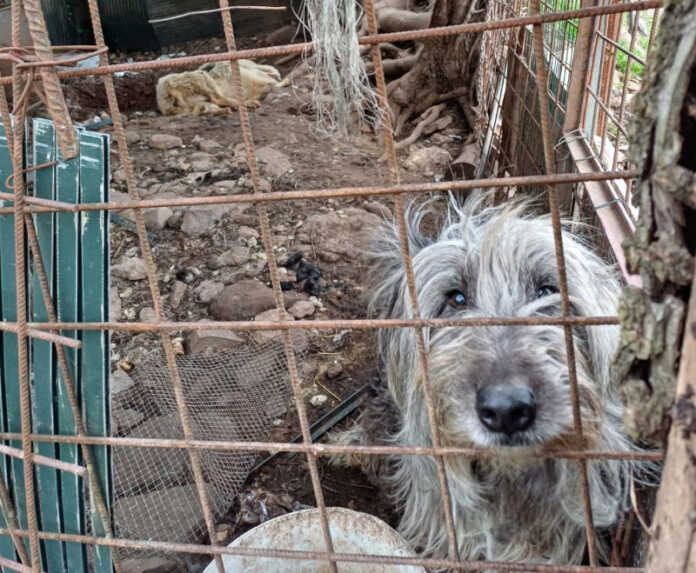 cani-sequestrati-nibionno-20250220 Cani sequestrati ATS Brianza