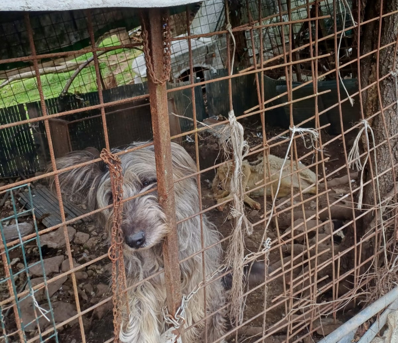 Cani sequestrati ATS Brianza