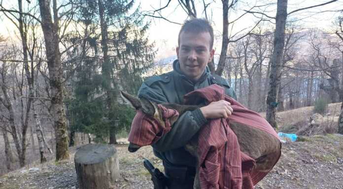 Dorio, Polizia Provinciale al lavoro per soccorrere un capriolo capriolo soccorso