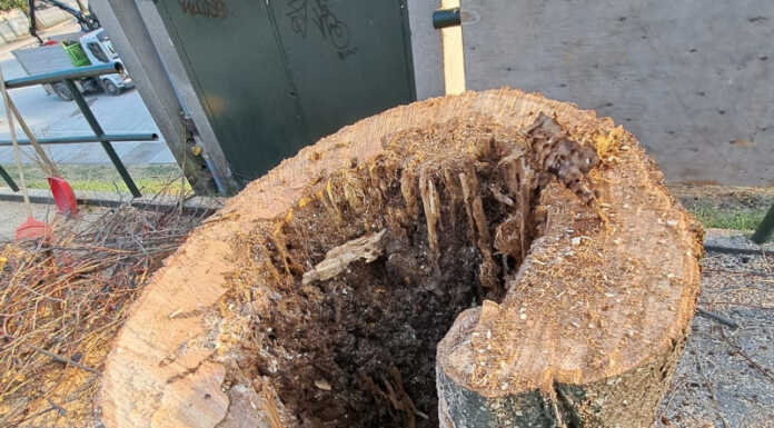 Galbiate. Abbattuti i tigli in Via Lecco: “Pericolosi per la pubblica incolumità” Galbiate tigli via per Lecco