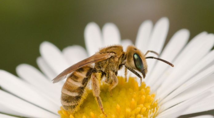 WWF Lecco propone il corso “Impollinatori e visitatori fiorali”