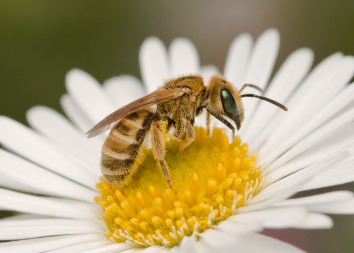 wwf-lecco-corso-impollinatori-visitatori-fiorali