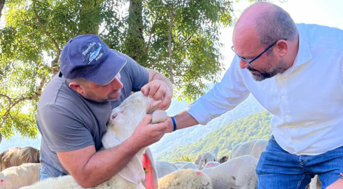 Blue tongue: vaccinazione obbligatoria, oltre 155mila dosi disponibili per gli allevatori