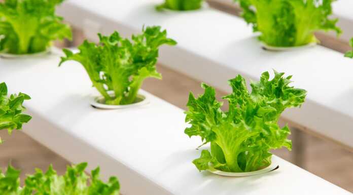 Missione imprenditoriale in Savoia per le aziende agroalimentari di Lecco e Sondrio Insalata