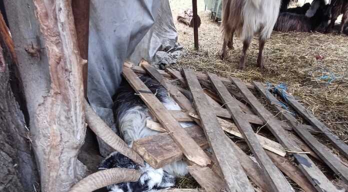 Allevamento non a norma, Ats e Forestali sequestrano 30 animali