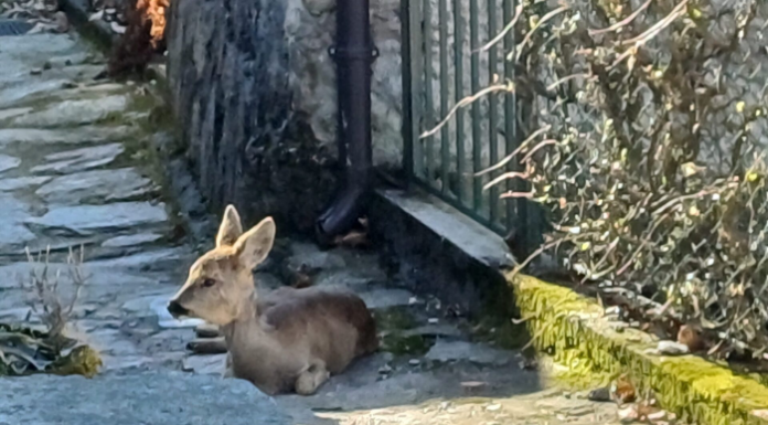 Dorio. La Polizia provinciale salva un capriolo ferito