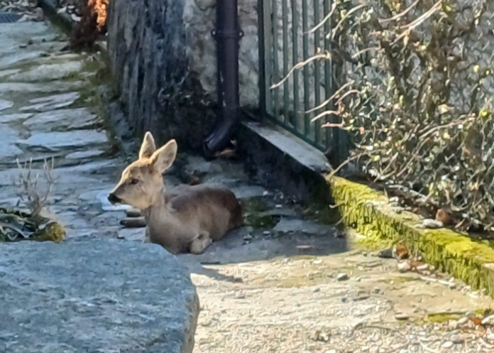 dorio-recuperato-capriolo