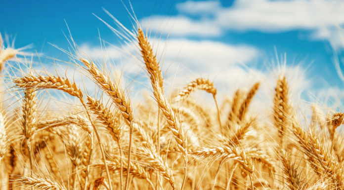 Agricoltura smart. Regione Lombardia, Ersaf e Diagram lanciano il sistema per la gestione fitosanitaria