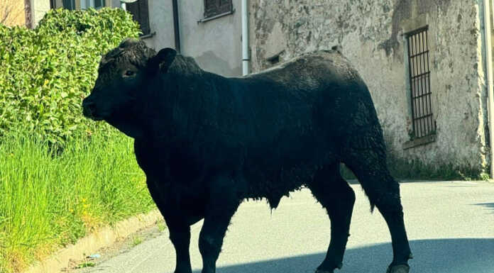 Casatenovo, allarme per un toro in libertà nella Valle Nava