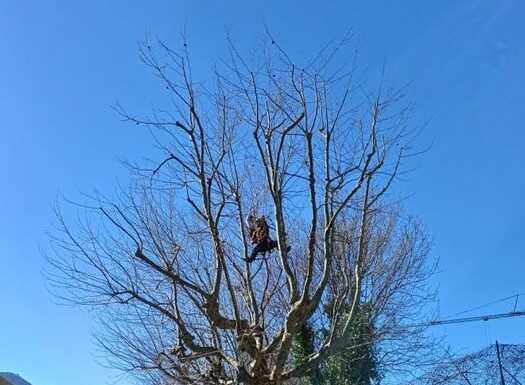 Valmadrera: tree-climbers al lavoro per i platani di viale Promessi Sposi