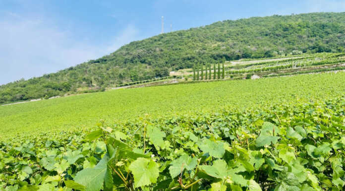 ITS Academy Agroalimentare amplia l’offerta formativa: sei corsi per il futuro dei giovani vigna vite uva