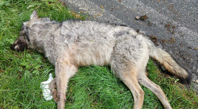 Trovato animale morto ai lati della Sp 54: forse è un lupo