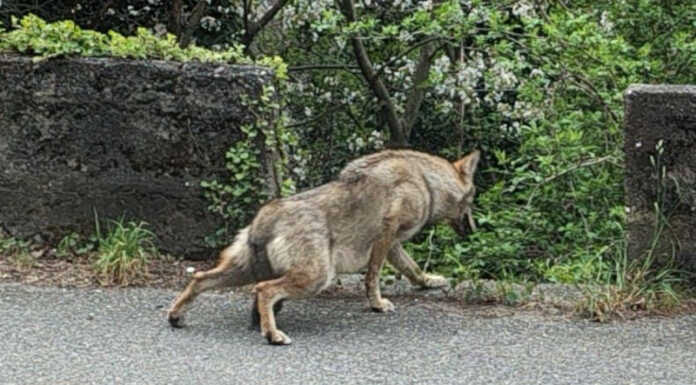 Lupi in Lombardia, Zamperini (Fdi): “Oltre 100 avvistamenti nel 2025, numeri allarmanti”