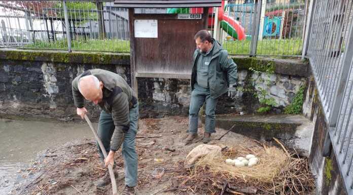 Nido di cigni con le uova rischia essere sommerso dal lago, salvato