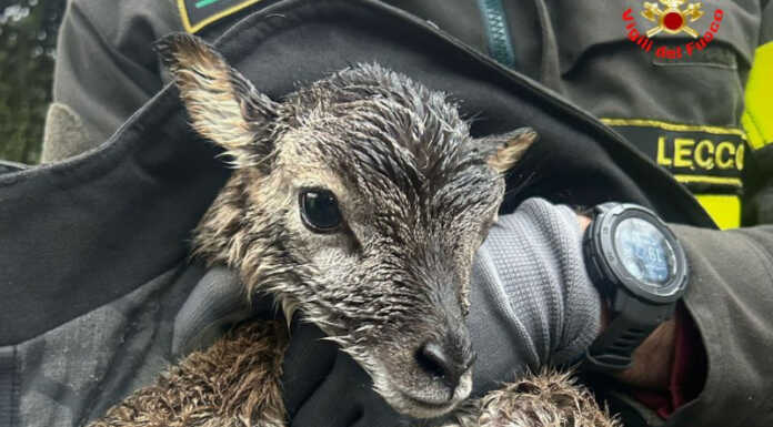 Cucciolo di muflone finisce in un fiume, salvato dai Vigili del Fuoco