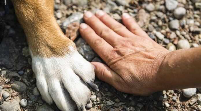 Lecco. Sì alla sepoltura delle ceneri degli animali d’affezione nei cimiteri