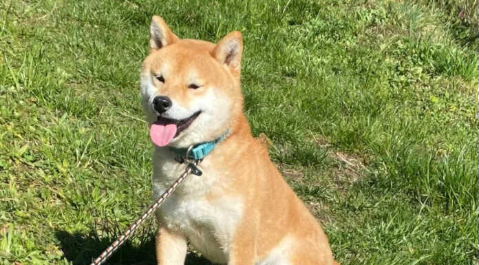 AGGIORNAMENTO – Ritrovato – Smarrito cagnolino a Lecco, zona Rancio – Laorca Cane