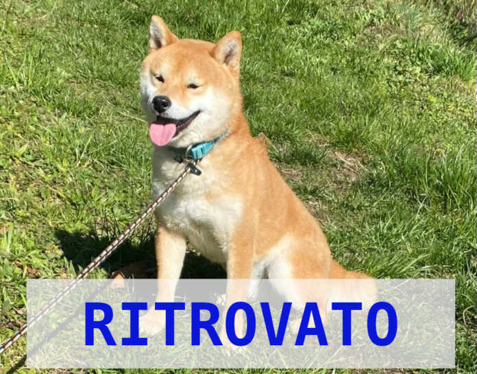 Cane toys ritrovato Cane