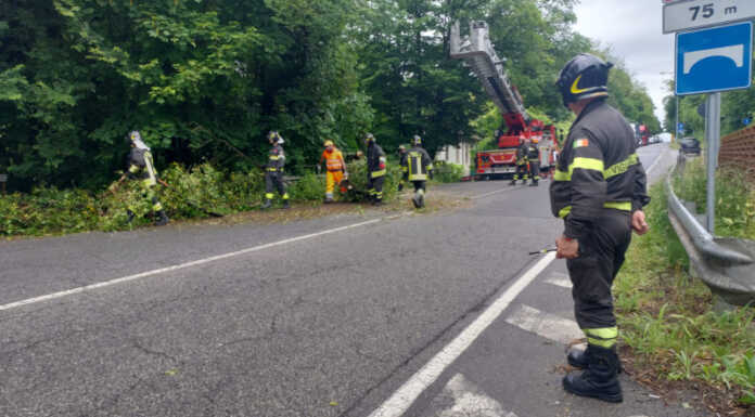 Albero pericolante sulla Sp 54: intervento dei Vigili del Fuoco