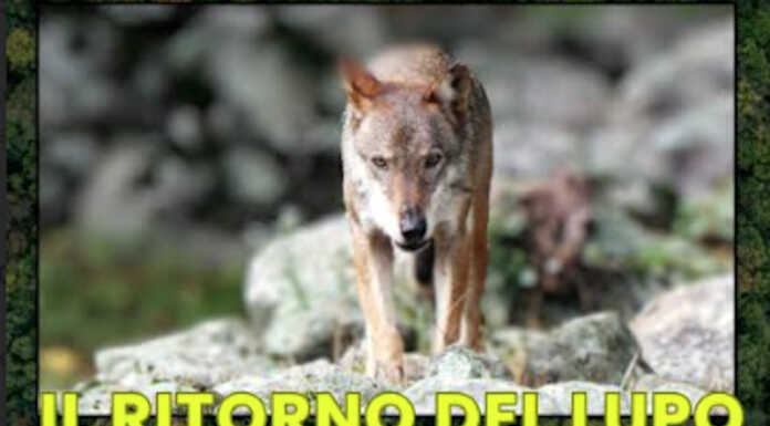 Oggiono, con Monte di Brianza il 16 serata su “Il ritorno del lupo”