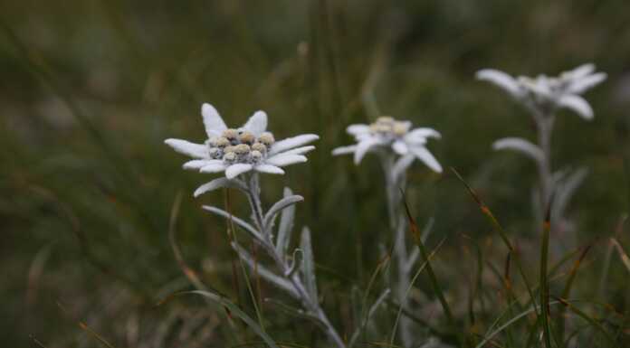 Tre tragedie in montagna in poche ore: due sul Resegone, una in Valtorta Stelle Alpine