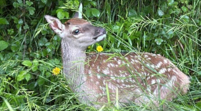 Polizia provinciale: diversi interventi del nucleo faunistico