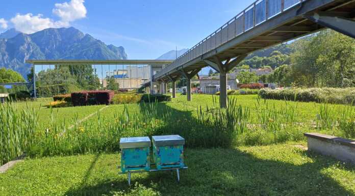 A Silea nasce BeeLab, il laboratorio naturale per monitorare l’ambiente