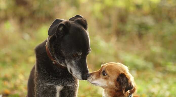 Cani e padroni: due incontri gratuiti, formativi a Vercurago cani