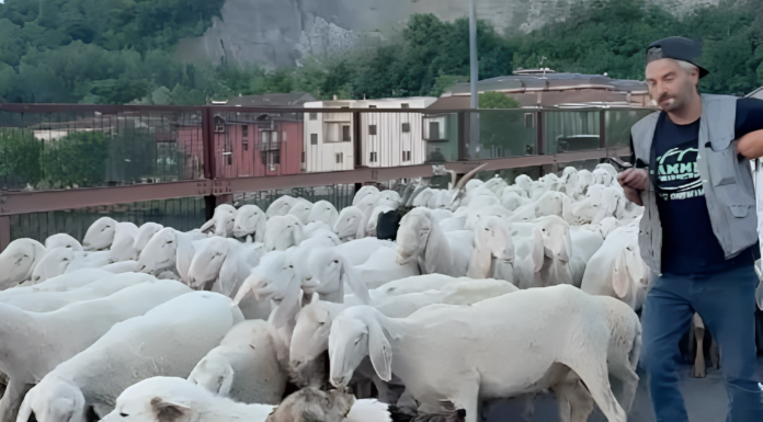 Lecco, la transumanza attraversa la città: gregge in cammino verso la Valsassina (video) transumanza 2025 lecco