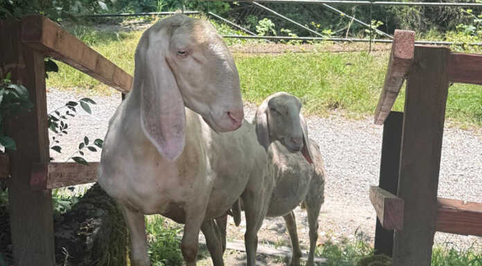 Paderno: pecore lungo l’alzaia dell’Adda fanno “visita” allo Stallazzo