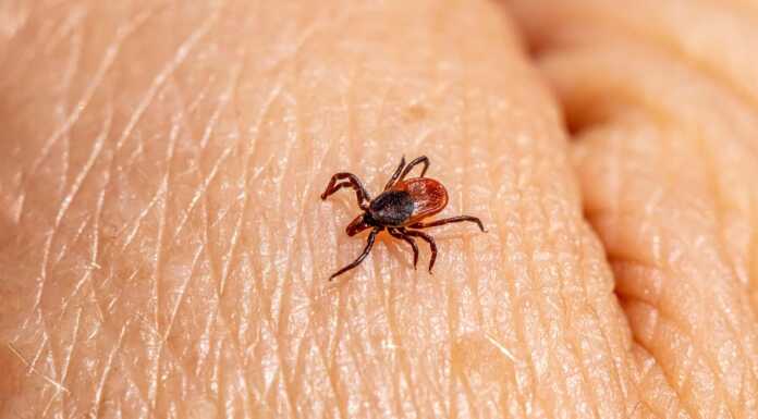 Problema zecche. Rischi, prevenzione e rimozione: i consigli di ATS Brianza Zecca zecche