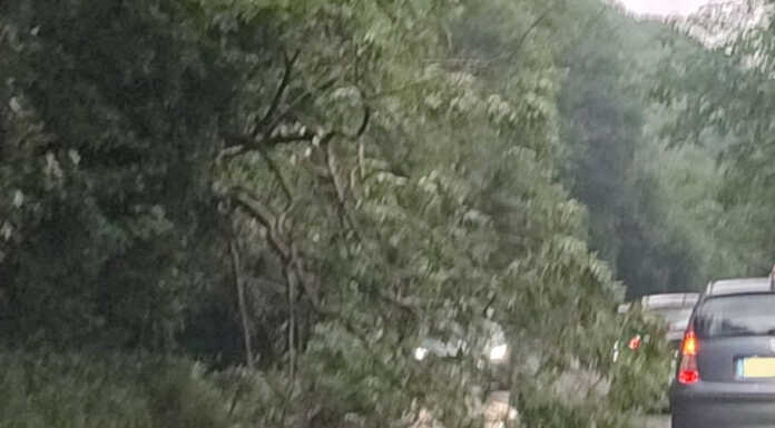 Albero caduto sulla SP62 dopo Balisio verso Pasturo, traffico a senso unico alternato albero caduto SP62