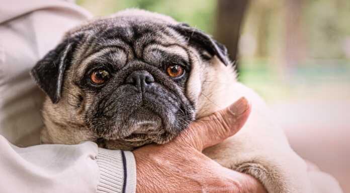 Casatenovo. Carezze d’argento, un anno di impegno per gli animali e le persone più fragili anziani_pet