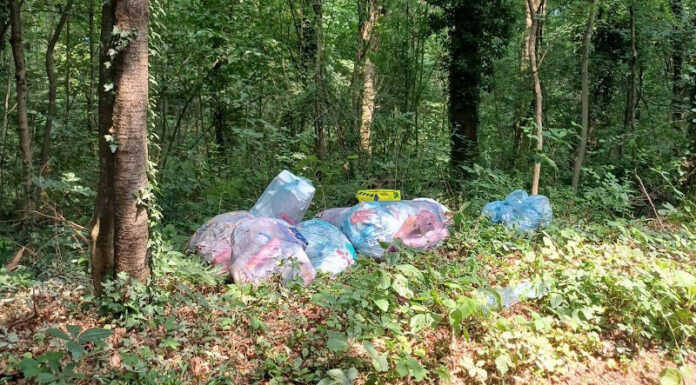 Abbandona rifiuti nel bosco di Spiazzo: multato l’incivile Olgiate rifiuti abbandonati