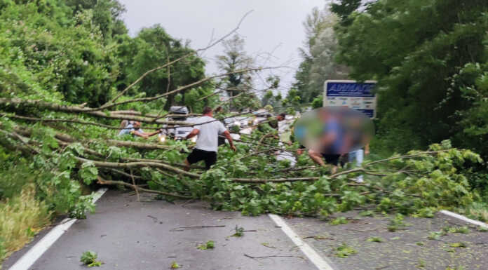 Maltempo. Pianta cade sulla Lecco-Bergamo in frazione Levata a Monte Marenzo