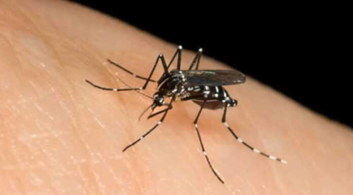 Sospetto caso di Dengue a Valmadrera, da domani al via la disinfestazione zanzara