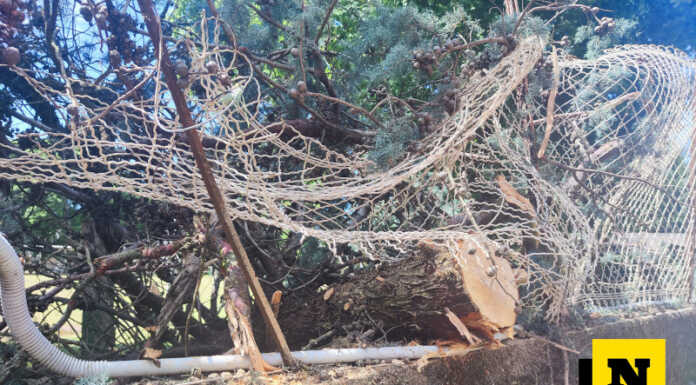 Maltempo a Merate: albero caduto all’oratorio di Novate