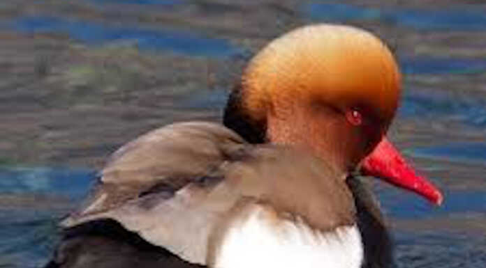 Lago di Sartirana: accertata la presenza del fistone turco nella Riserva fistone turco