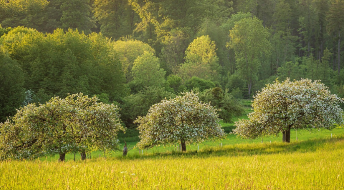 Coldiretti. Verde urbano, la chiave per abbassare le temperature e migliorare la qualità della vita (Image by analogicus from Pixabay)