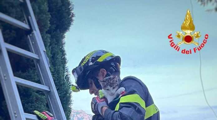 Ballabio. La gattina Mel finisce su un cipresso, salvata dai Vigili del Fuoco