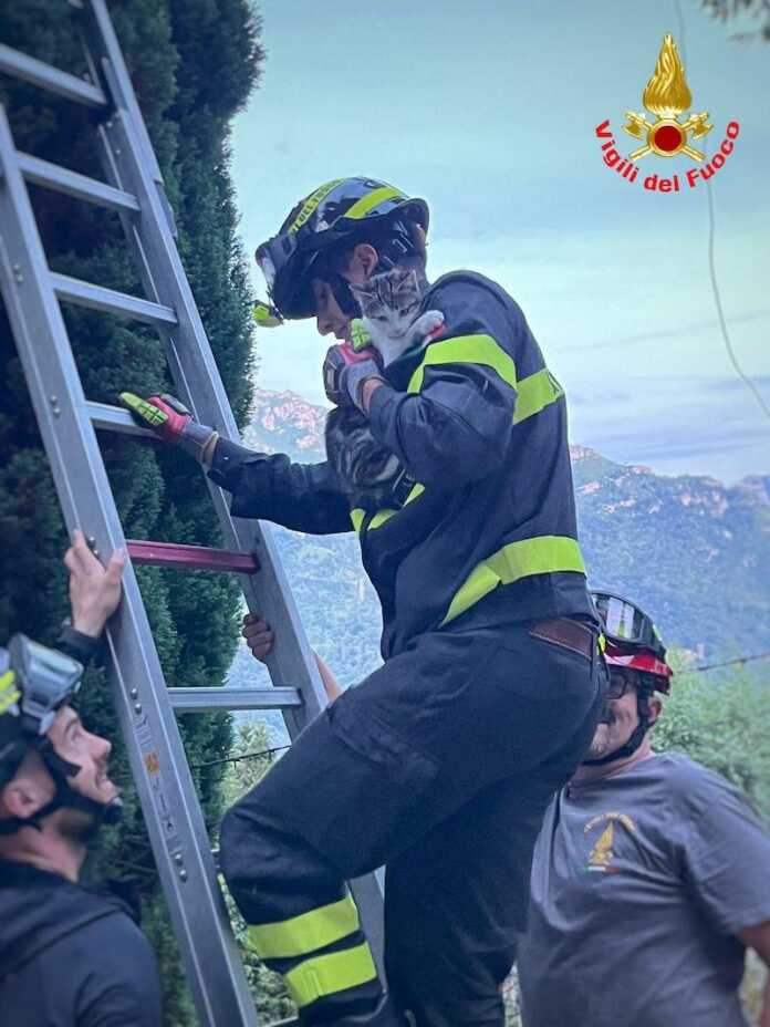 ballabio-gattina mel-vvf1