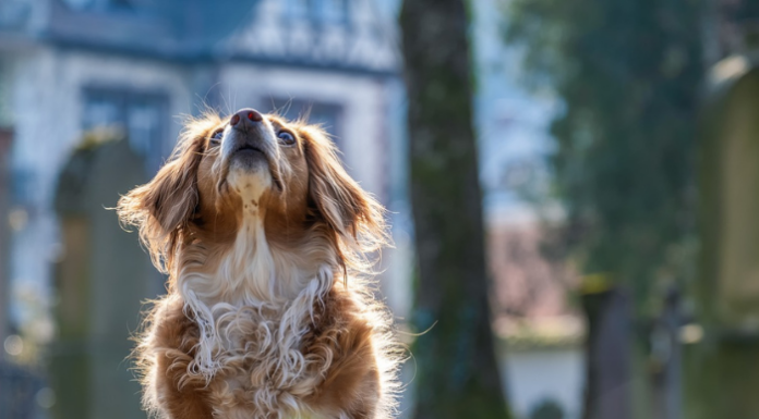 Olgiate Molgora. Camminata Fluo con i cani alla Notte Bianca (Image by Couleur from Pixabay)