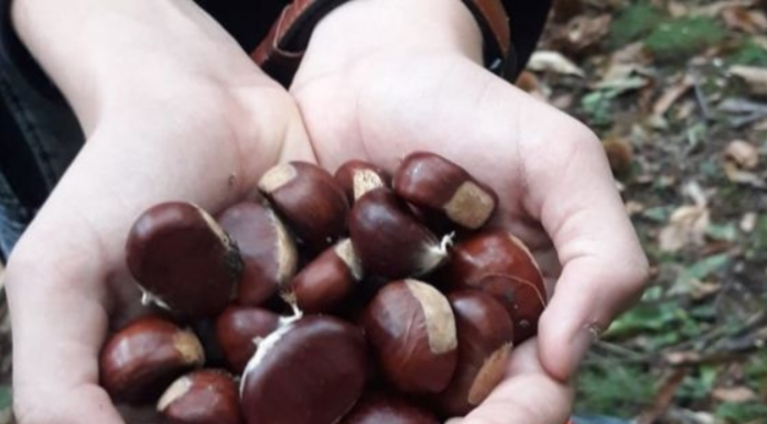 Cascina Rapello. Nuovo corso teorico-pratico dedicato all’orto autunnale e alla cura dei castagneti castagne