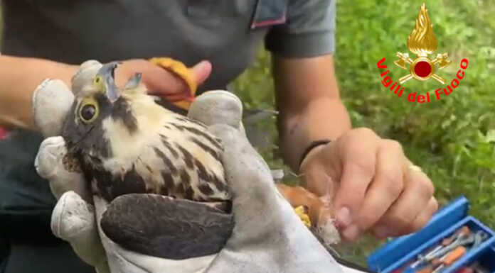 Molteno. Falco impigliato in una rete, soccorso dai Vigili del Fuoco falco soccorso molteno vigili del fuoco