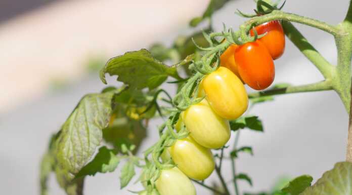 Calolziocorte proroga il bando per gli orti comunali 2026-2028 pomodori orto