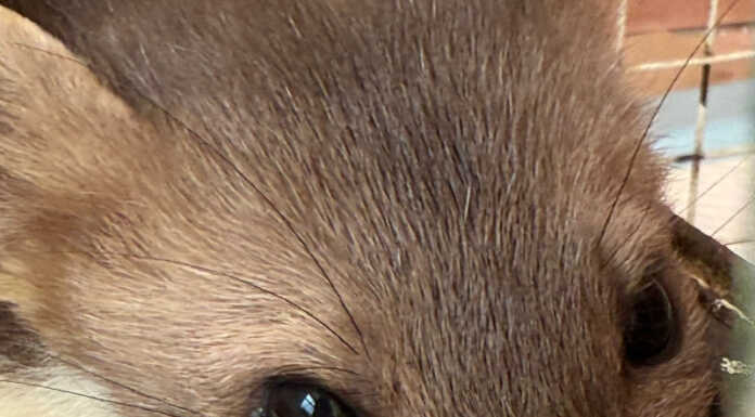 Il Cras Stella del Nord di Calolziocorte salva una faina in coma