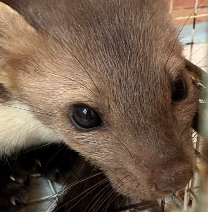 Faina Cras Stella del Nord