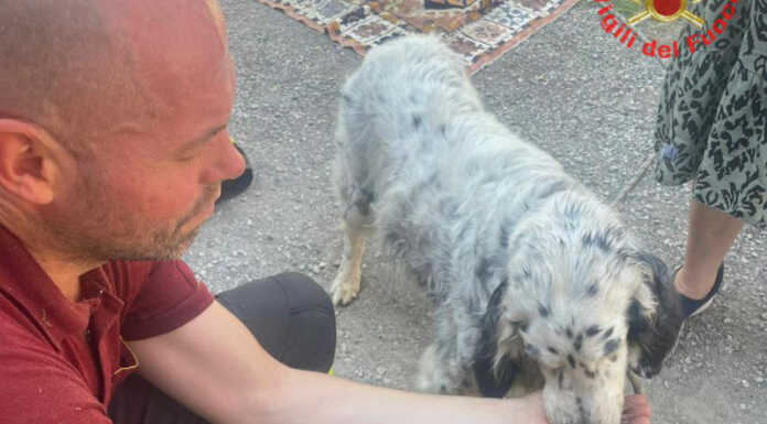 Paderno, cane finisce in un dirupo tra i rovi: salvato dai Vigili del Fuoco